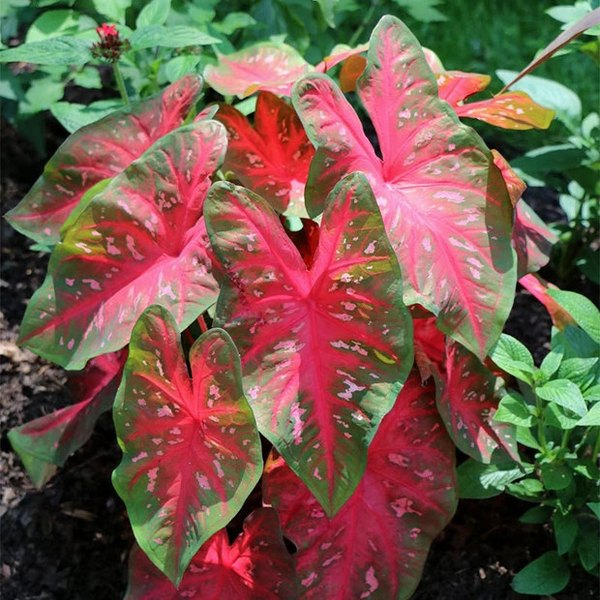 Red Flash Caladiums