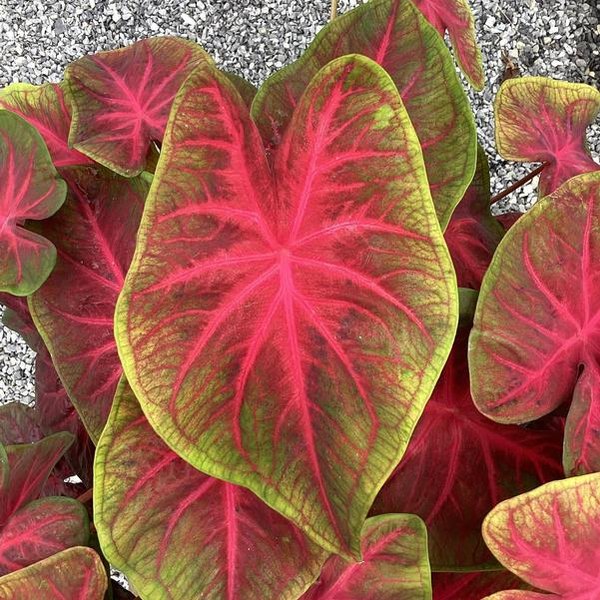 Rio Summer Caladiums