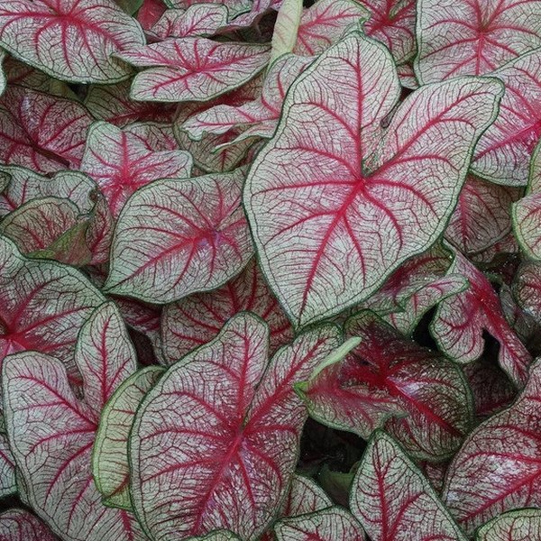 Southern Charm Caladiums