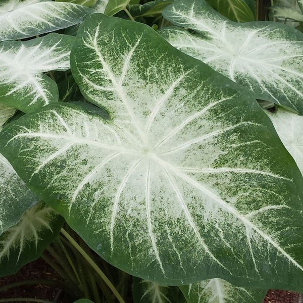 Water's Edge Caladiums