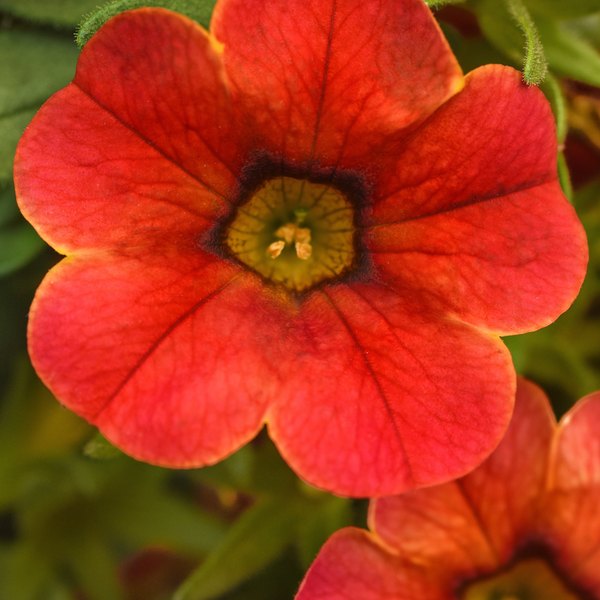 Diva Orange Cha-Cha Calibrachoa