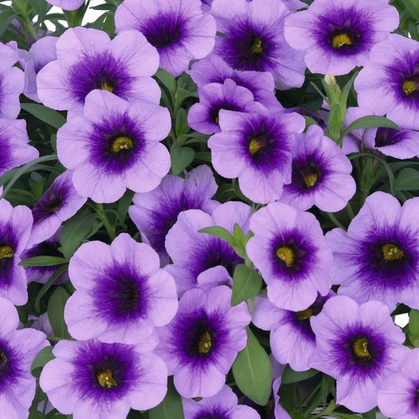Calibrachoa: Aloha and Cha-Cha
