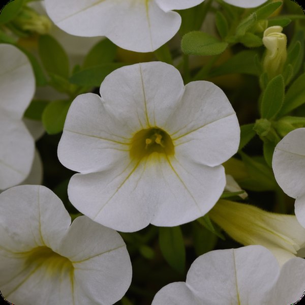 Bright White Cabaret Calibrachoa