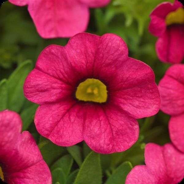 Hot Pink Cabaret Calibrachoa