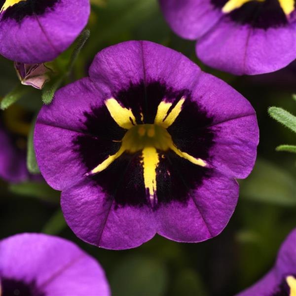 Midnight Kiss Cabaret Calibrachoa