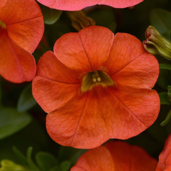 Orange Cabaret Calibrachoa
