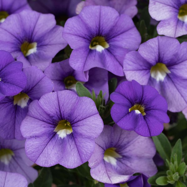 Calibrachoa: Lia, Bicolor, and Cabaret