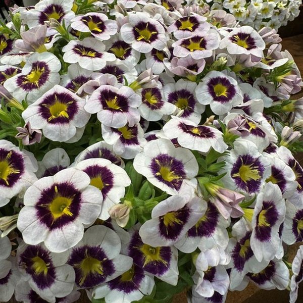 Tik Tok White Bicolor Calibrachoa