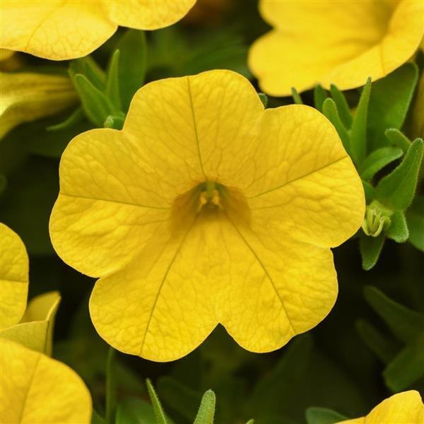 Yellow Cabaret Calibrachoa