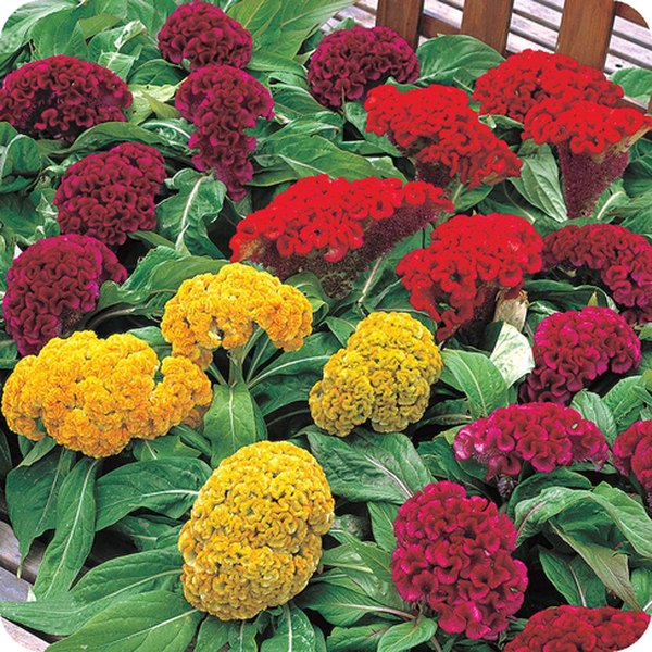 Armour Mix Crested Celosia