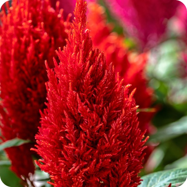 Celosia: Century, Smart Look, and Crested