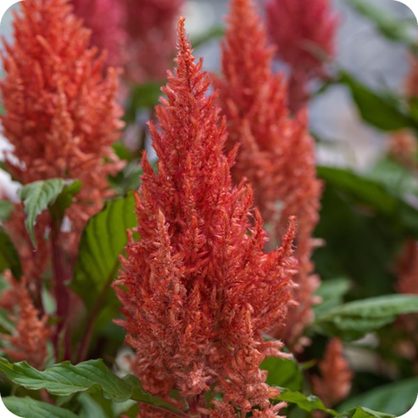 Salmon Century Celosia