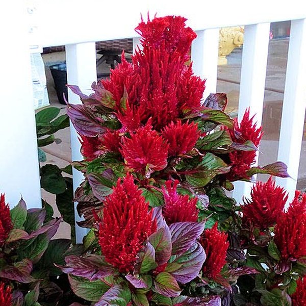 Celosia: Century, Smart Look, and Crested