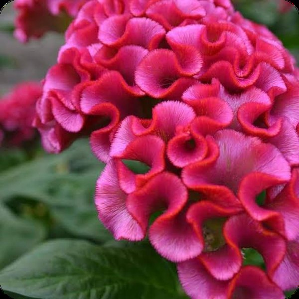 Bright Pink Twisted Celosia