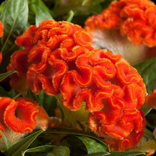 Dark Orange Twisted Celosia