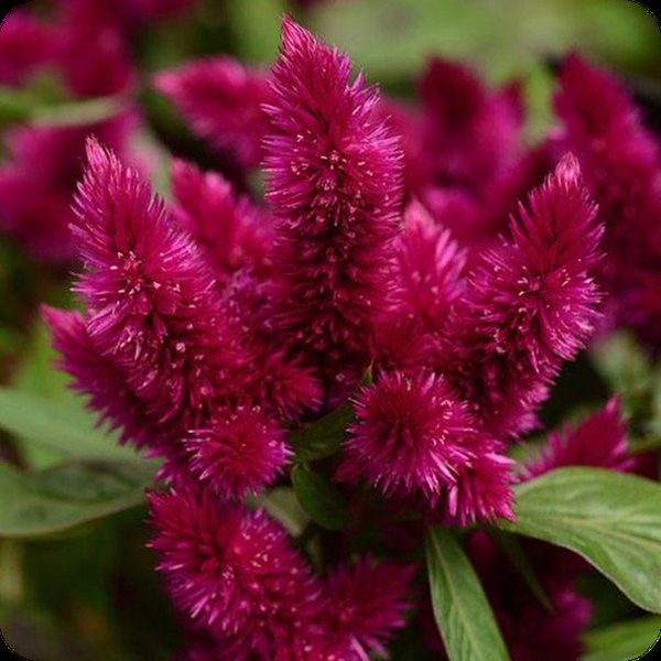 Dark Purple Intenz Celosia