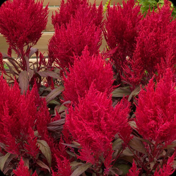 Celosia: Intenz and Twisted