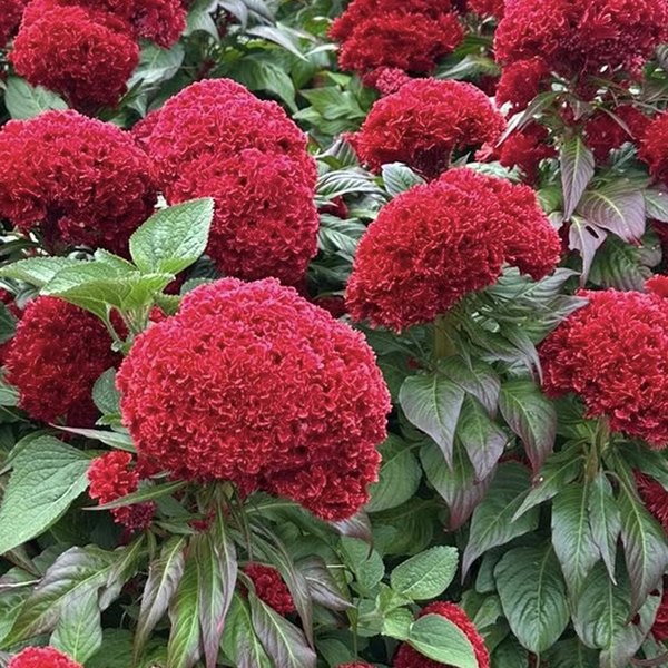 Celosia: Intenz and Twisted
