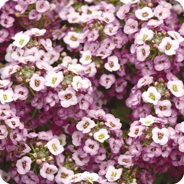 Clear Crystal Alyssum