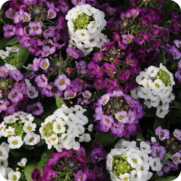 Mix Clear Crystal Alyssum