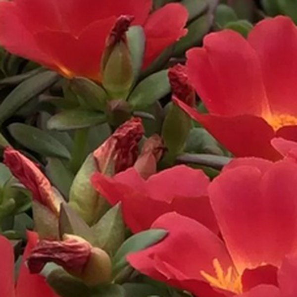 Colorburst Purslane