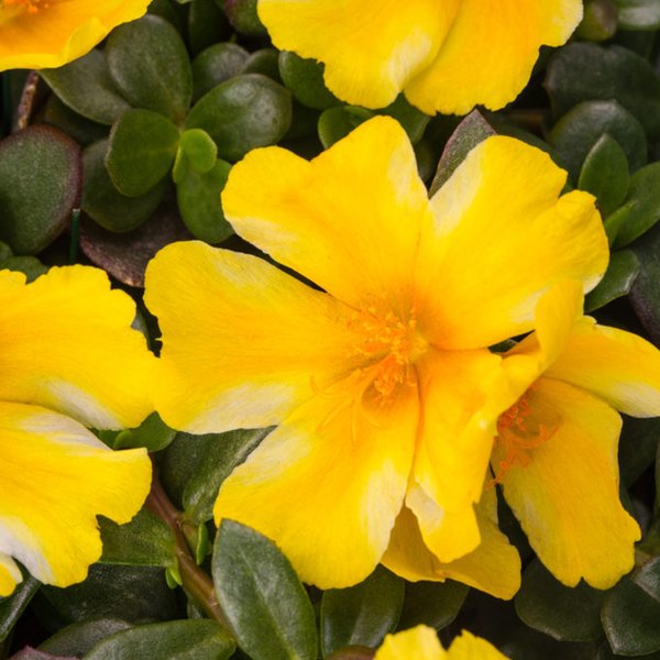 Colorburst Purslane