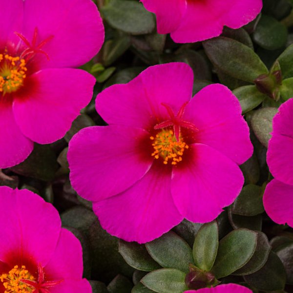 Plumberry Colorburst Purslane