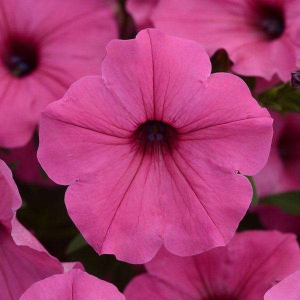 Pink ColorRush Petunias