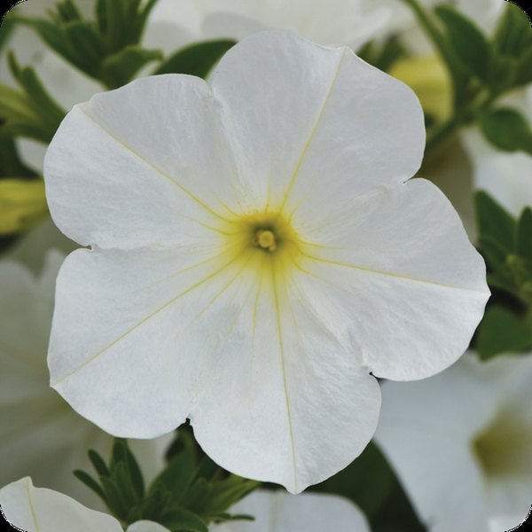 White ColorRush Petunias