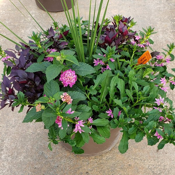 Foliage Combination Combination and Patio Pots