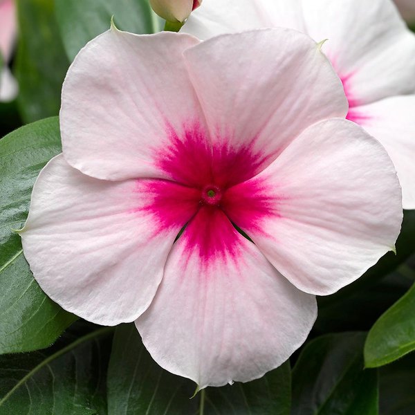 Apricot Cora Cascade Vinca