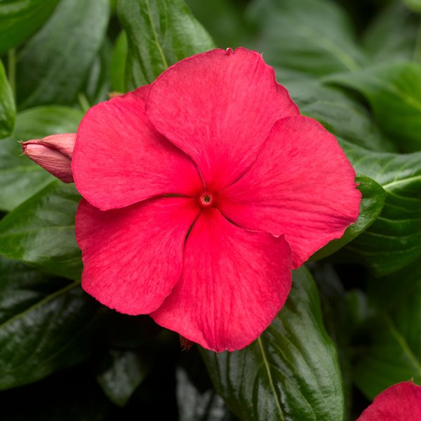 Cherry (Punch) Cora Cascade Vinca