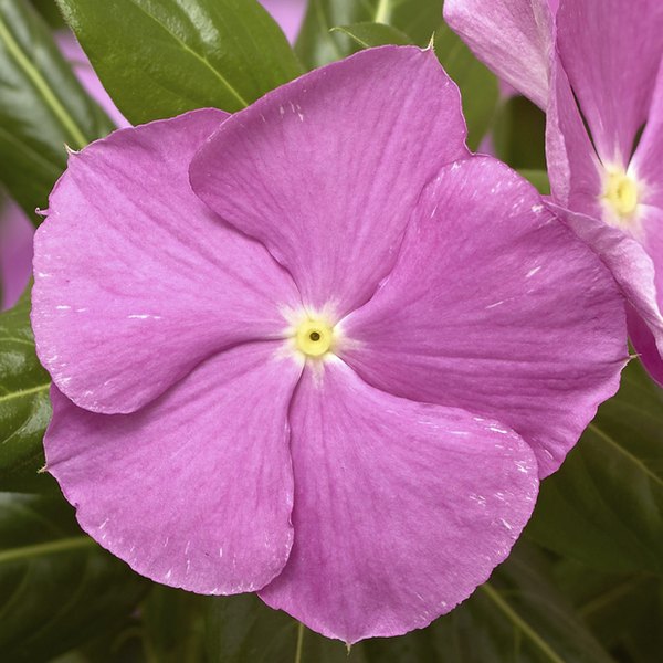 Lavender w/Eye Cora Cascade Vinca