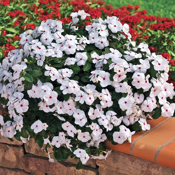 Polka Dot Cora Cascade Vinca