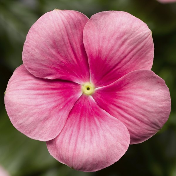 Shell Pink Cora Cascade Vinca