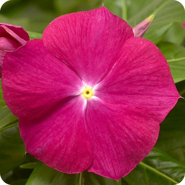 Cora XDR Vinca