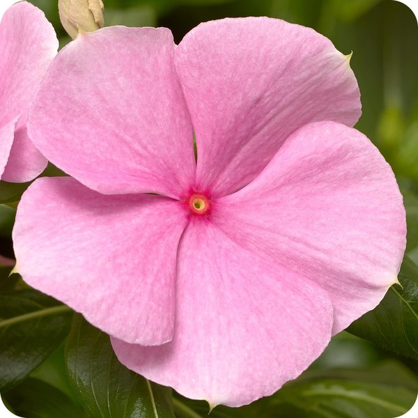 Light Pink Cora XDR Vinca