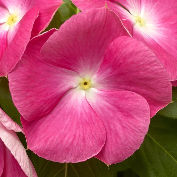 Pink Halo Cora XDR Vinca
