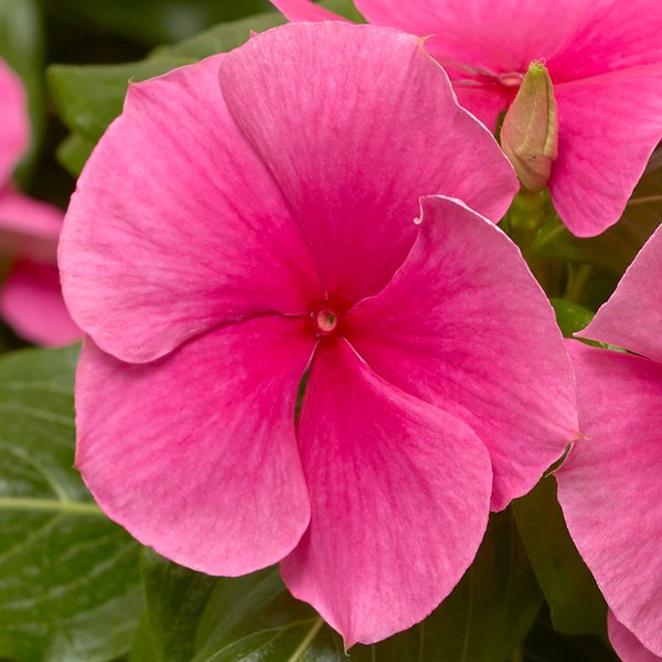 Strawberry Cora XDR Vinca