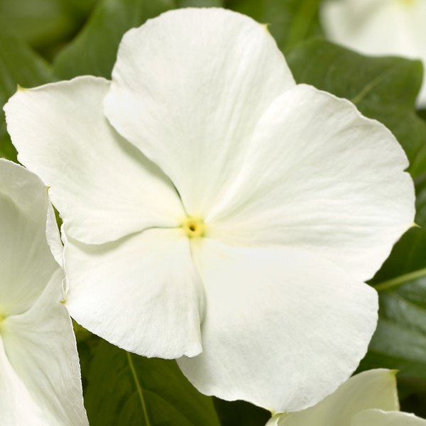 White Cora XDR Vinca
