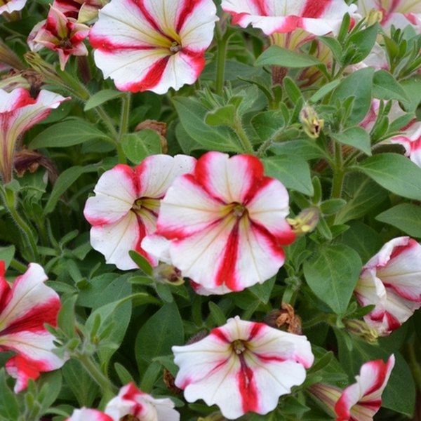 Cherry Cheesecake Crazytunia Petunias