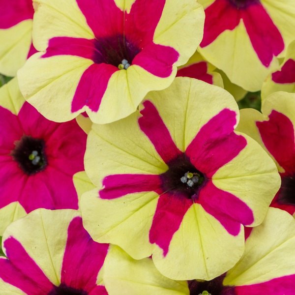 Fingerpaint Crazytunia Petunias