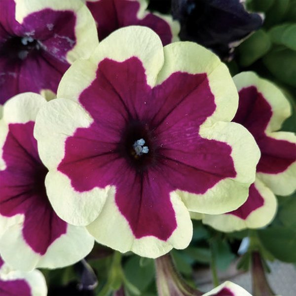 French Kiss Crazytunia Petunias