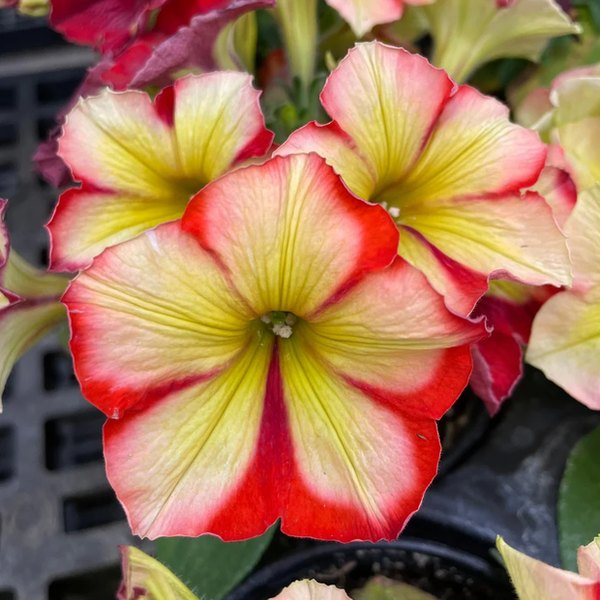Frisky Orange Crazytunia Petunias
