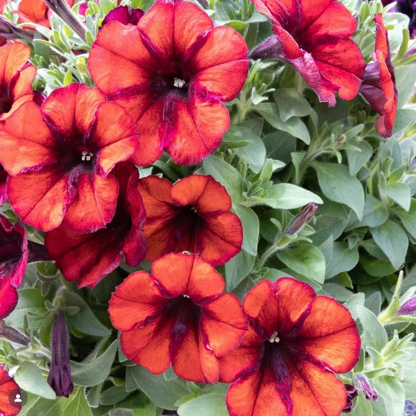 Gingersnap Crazytunia Petunias