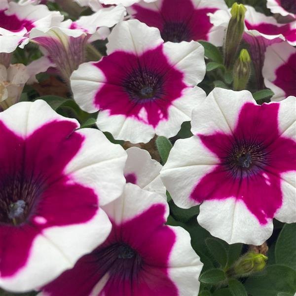 Iced Berry Crazytunia Petunias
