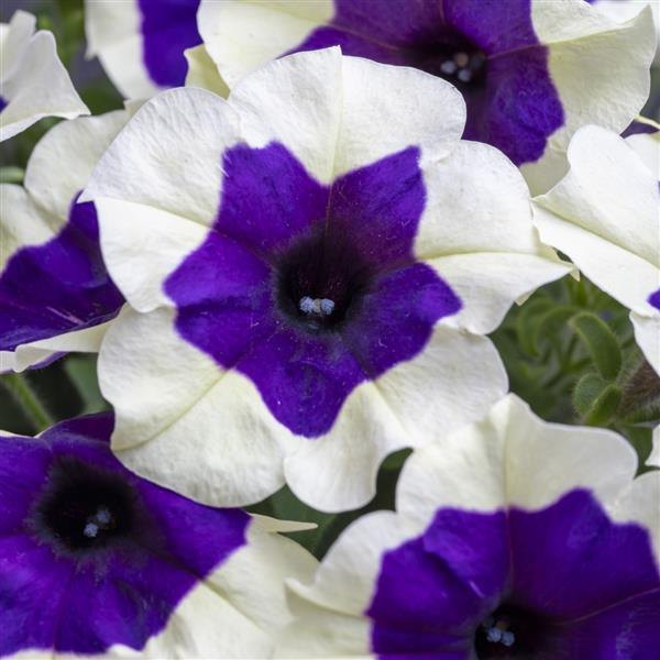 Inkblot Crazytunia Petunias