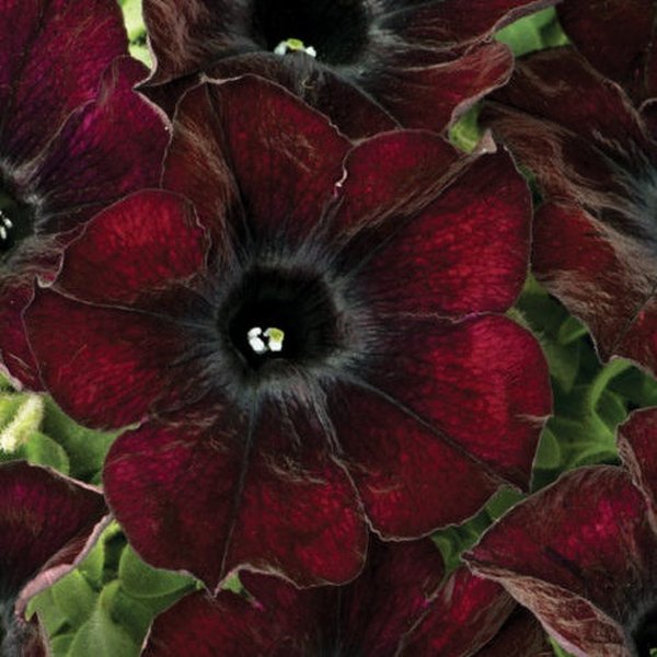 Mahogany Queen Crazytunia Petunias