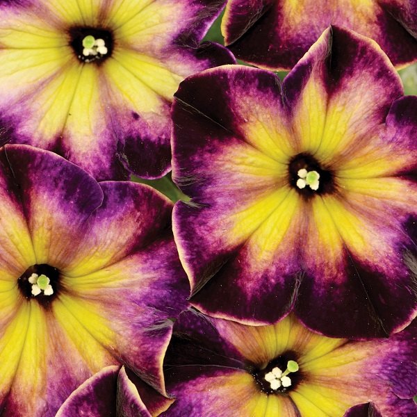 Moonstruck Crazytunia Petunias