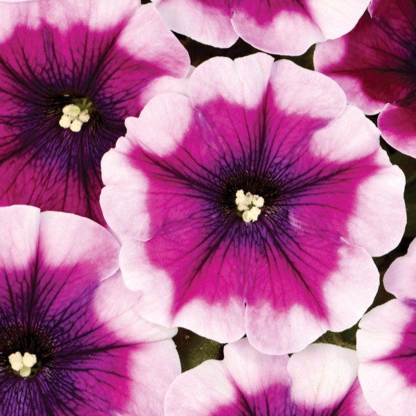 Passion Punch Crazytunia Petunias